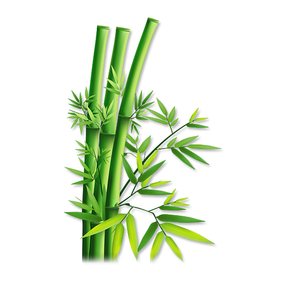 bamboo_PNG70